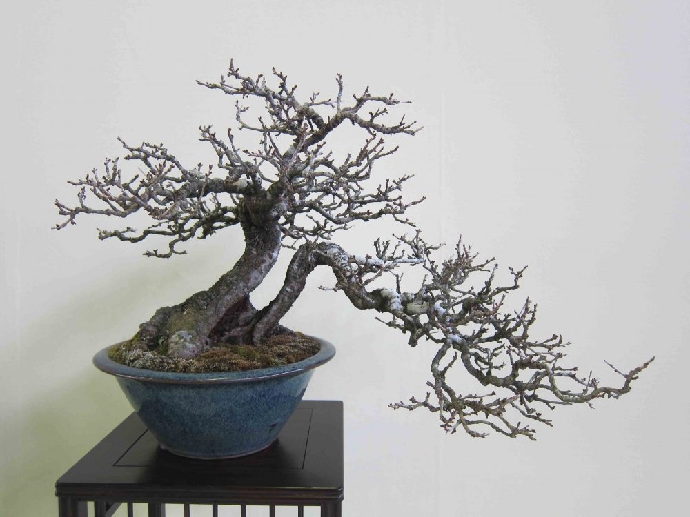 Meifu Ten 2012 045.jpg