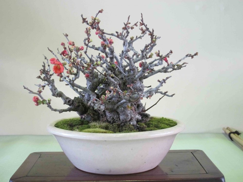 Meifu Ten 2012 048.jpg