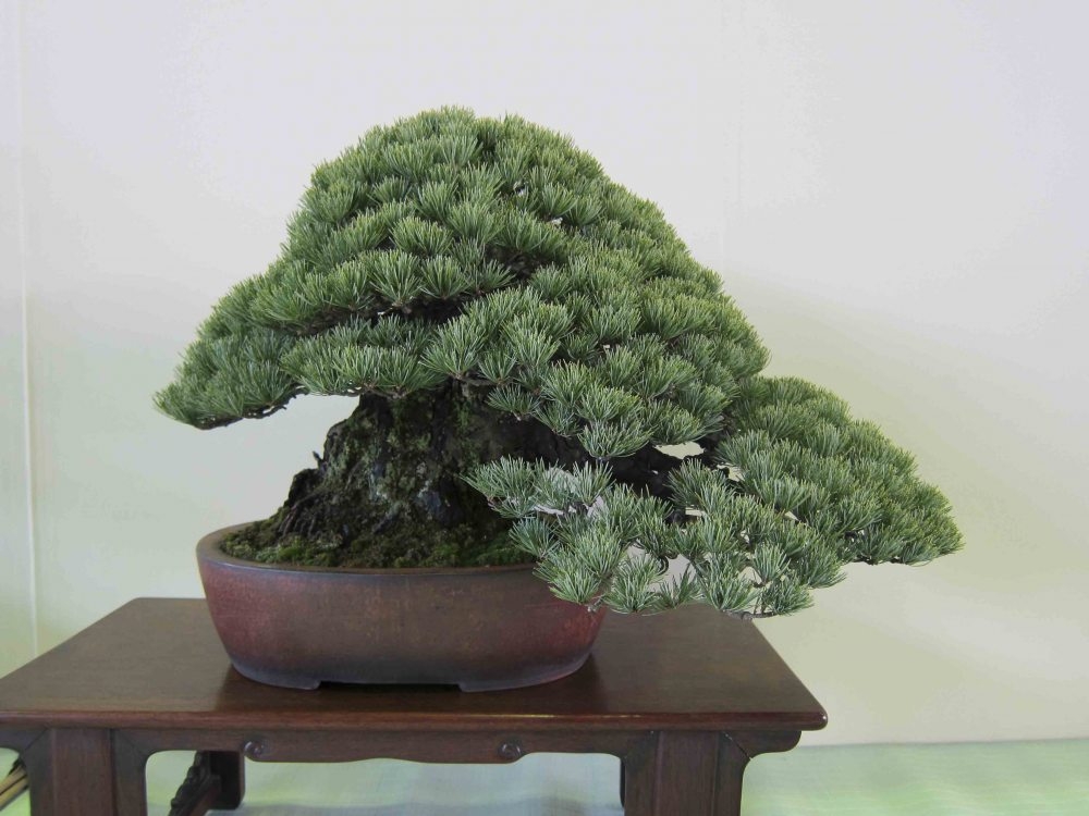 Meifu Ten 2012 049.jpg