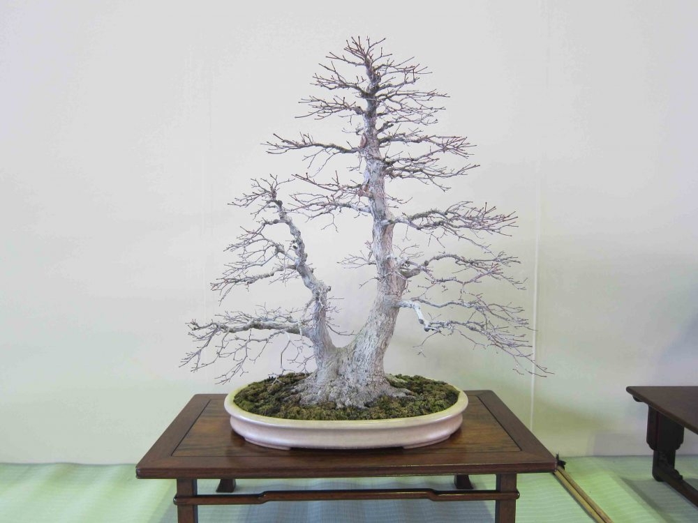 Meifu Ten 2012 050.jpg