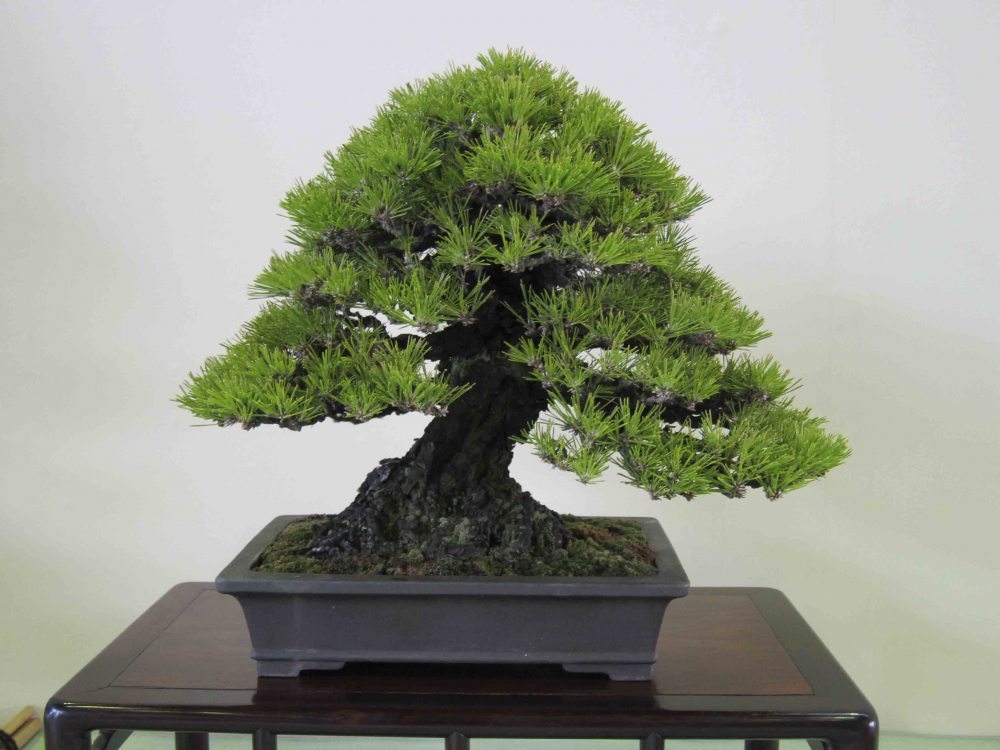 Meifu Ten 2012 051.jpg