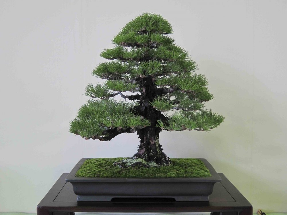 Meifu Ten 2012 052.jpg