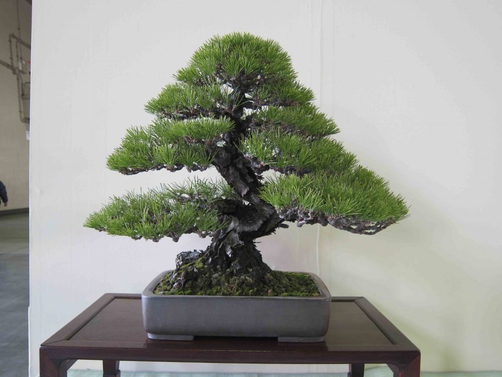 Meifu Ten 2012 054.jpg