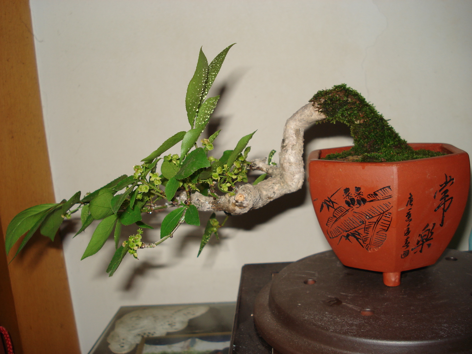 DSC00894.JPG