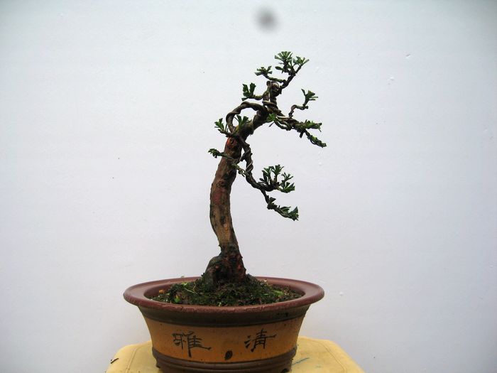 Ƭ 1409.jpg