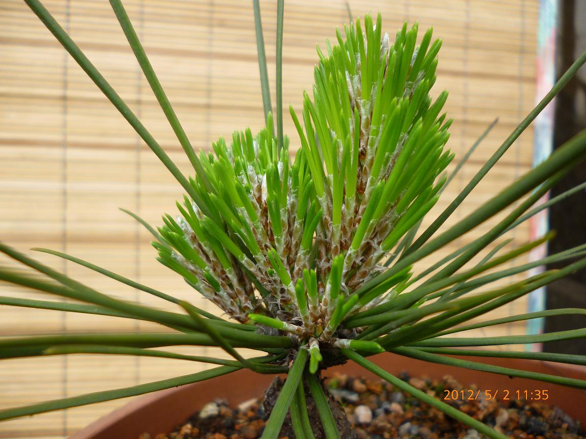 P1020113.JPG