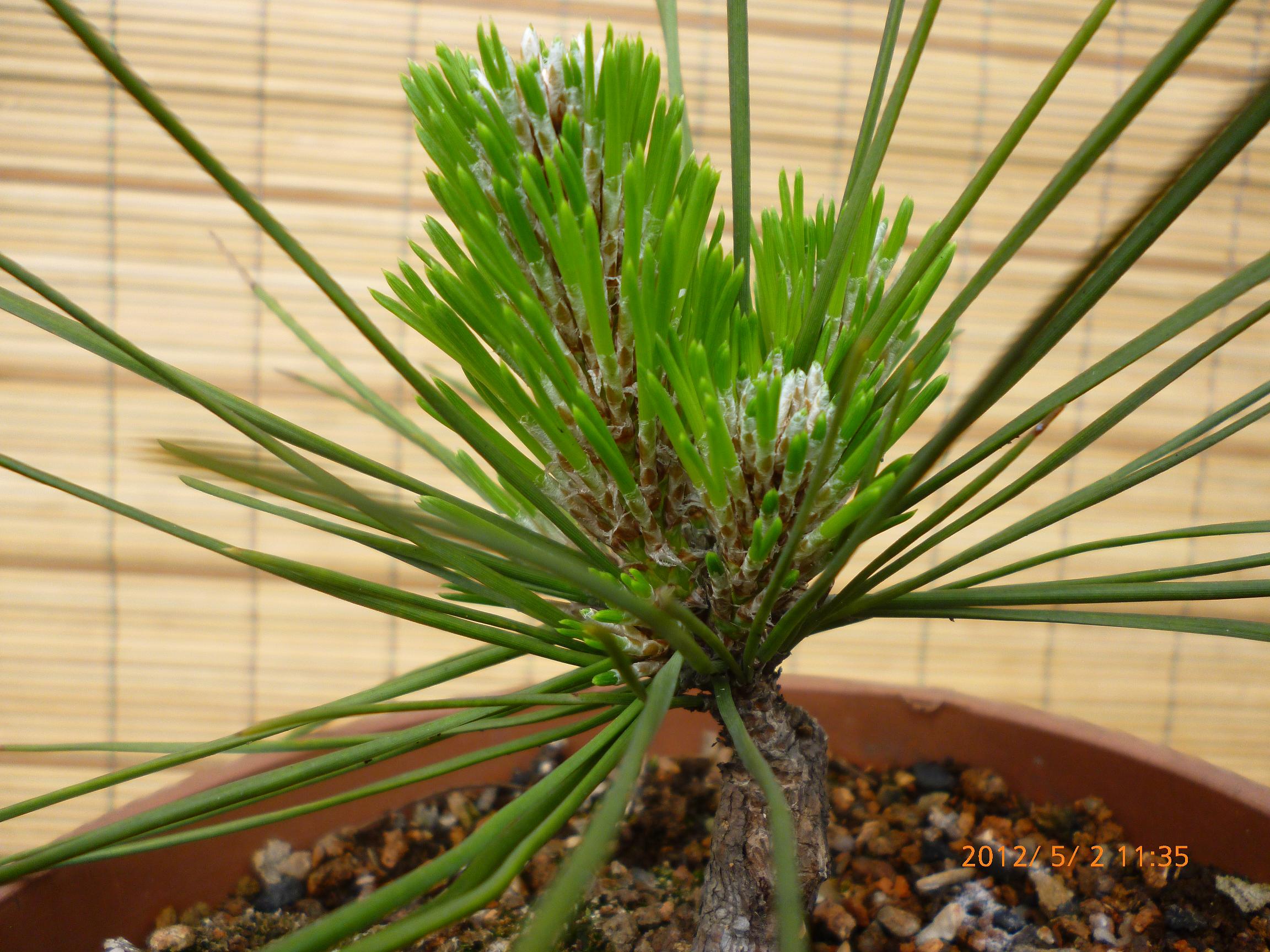 P1020114.JPG