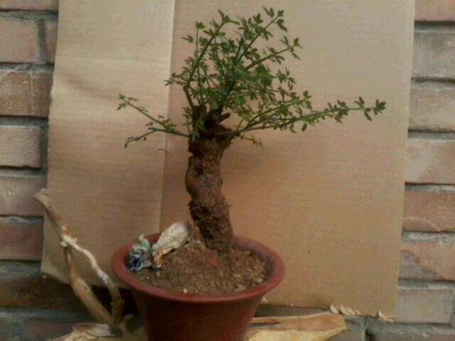 20120501_2223_0.jpg