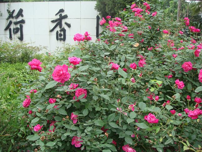 DSC01981.JPG