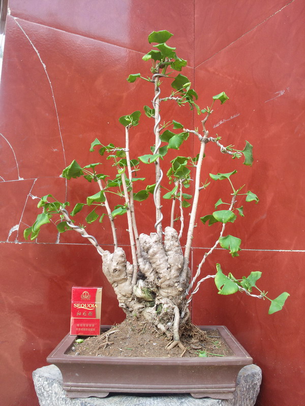 Ƭ0446.jpg