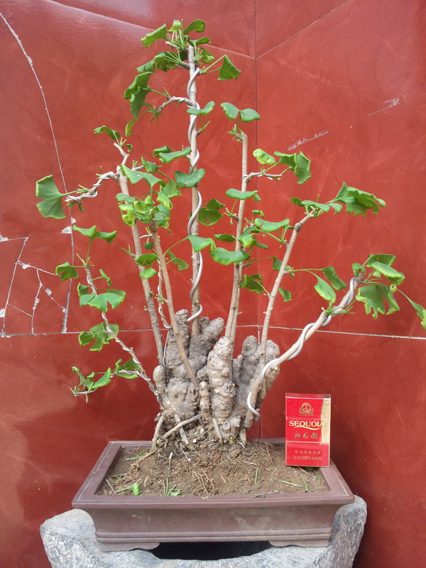Ƭ0448.jpg