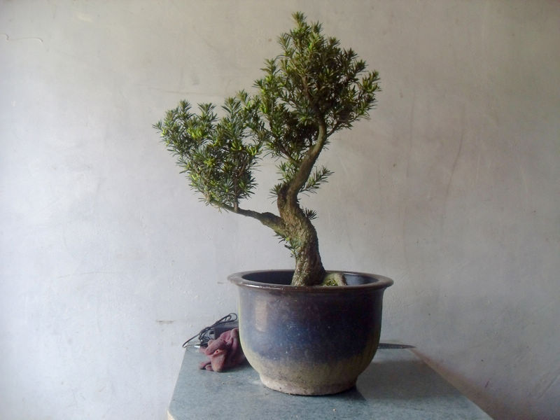 SDC12356.jpg