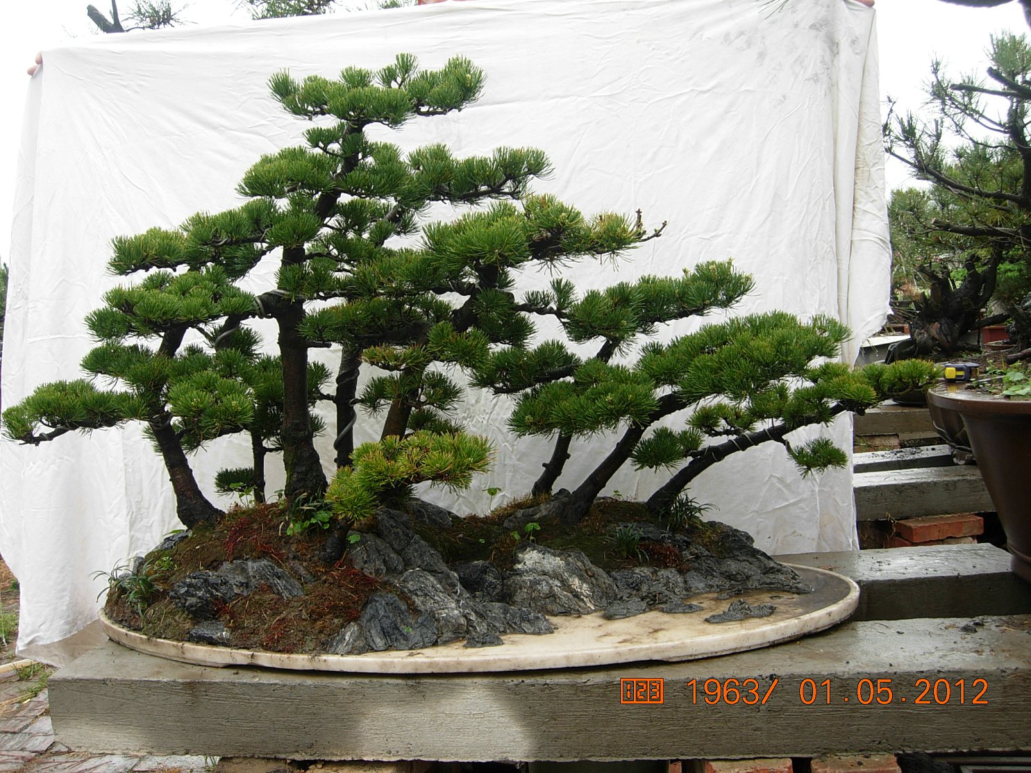 DSCN6003.JPG