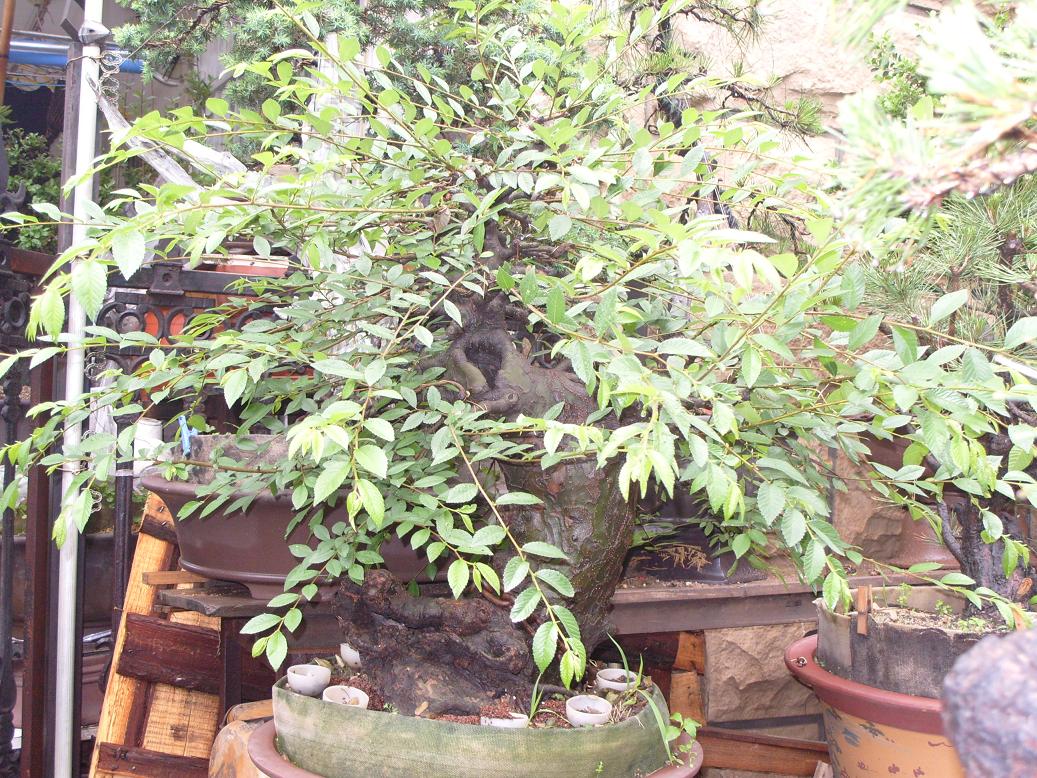 S1050989.JPG