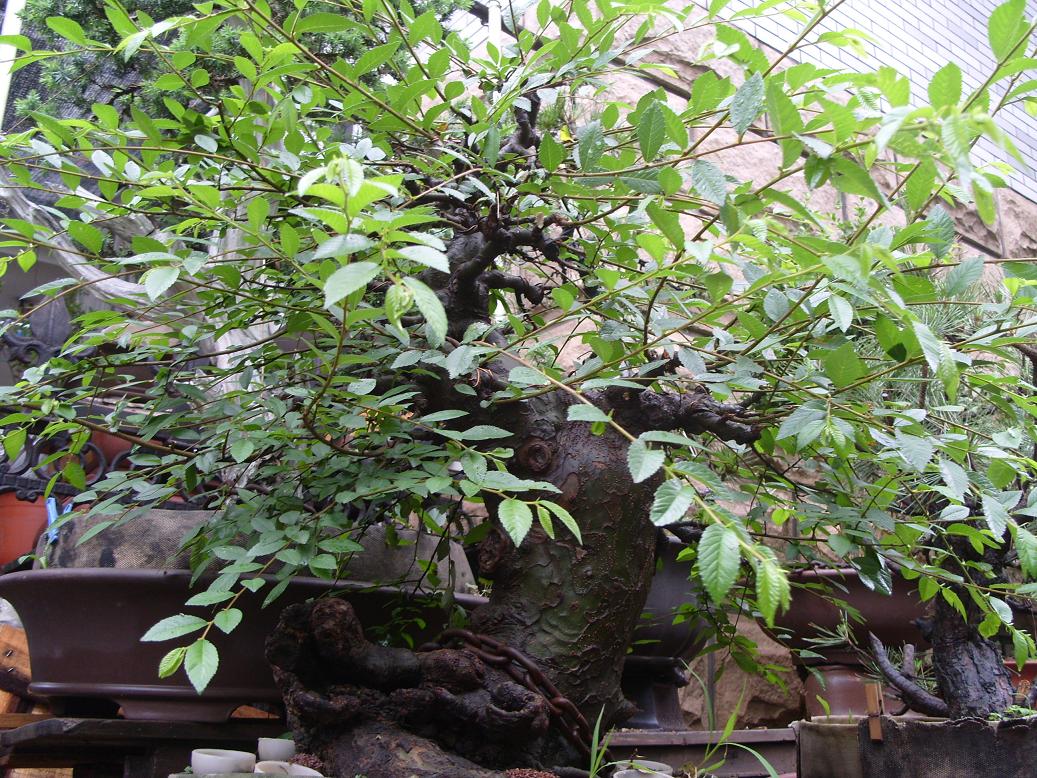S1050991.JPG