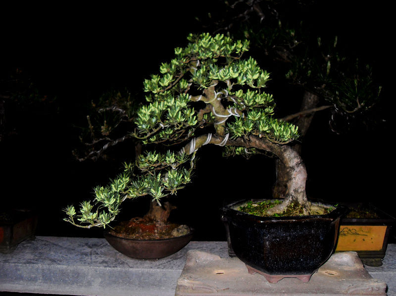 SDC12373.jpg