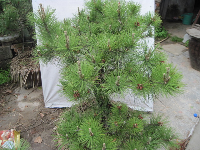20120507СƬ 030.jpg