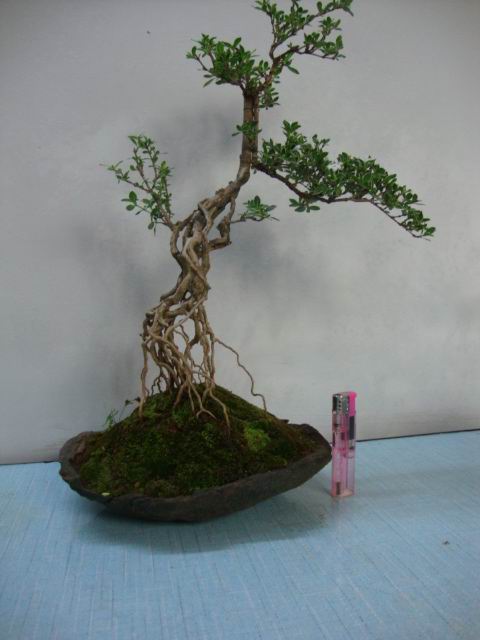 DSC01930.JPG