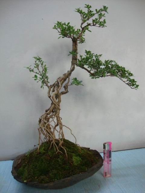 DSC01931.JPG