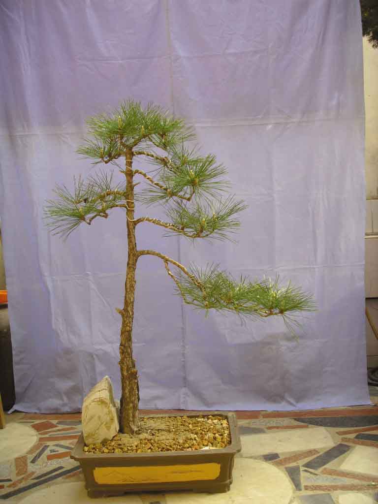 SDC12662.JPG