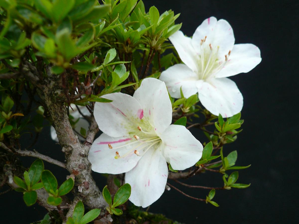 P1080441.JPG