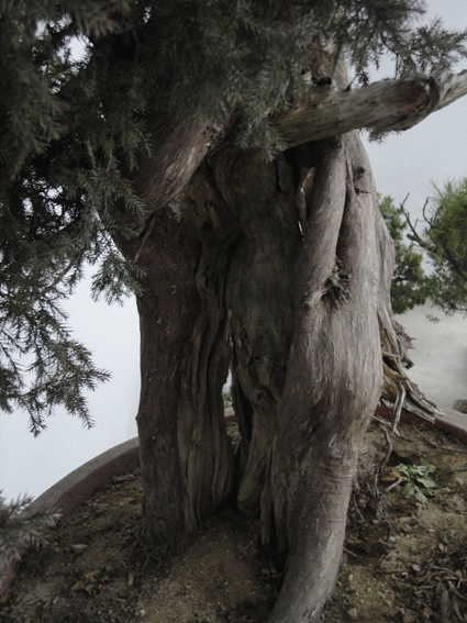DSC00329.gif