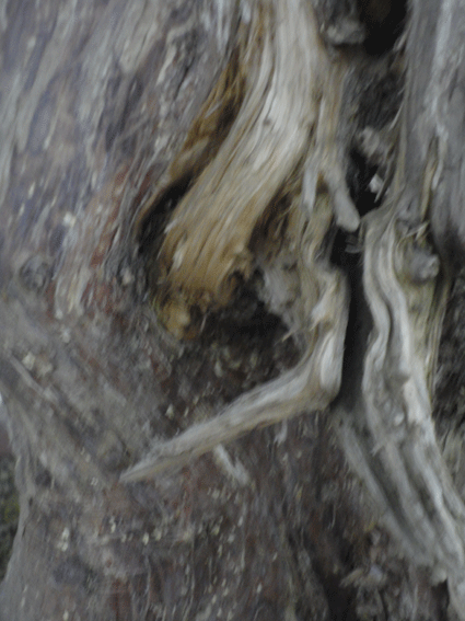 DSC00327.gif