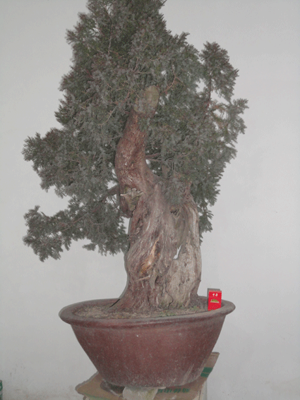 DSC00324.gif