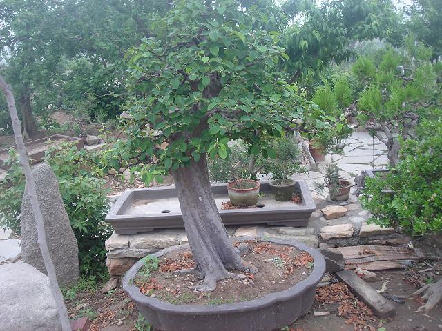 DSC05834.JPG