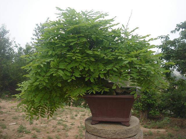DSC05835.JPG
