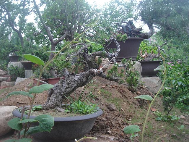 DSC05841.JPG