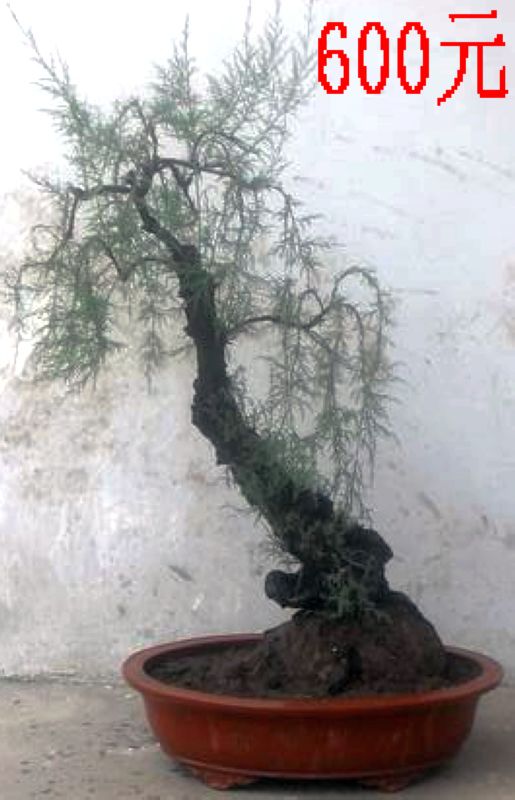 SDC11304.JPG