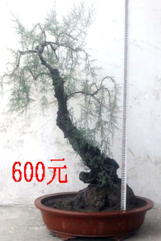 SDC11305.JPG