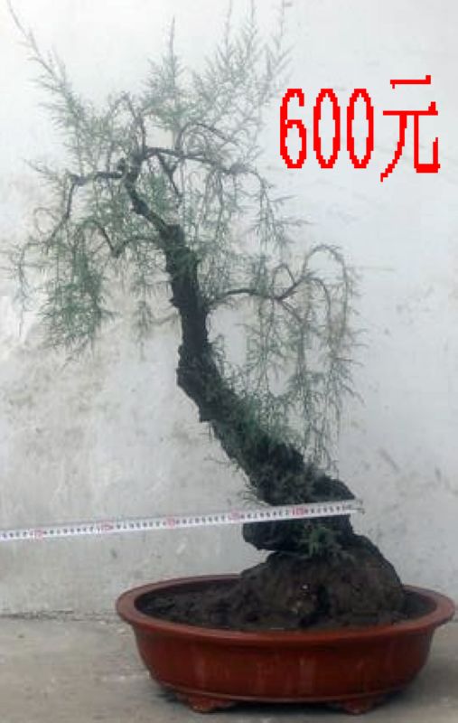 SDC11306.JPG