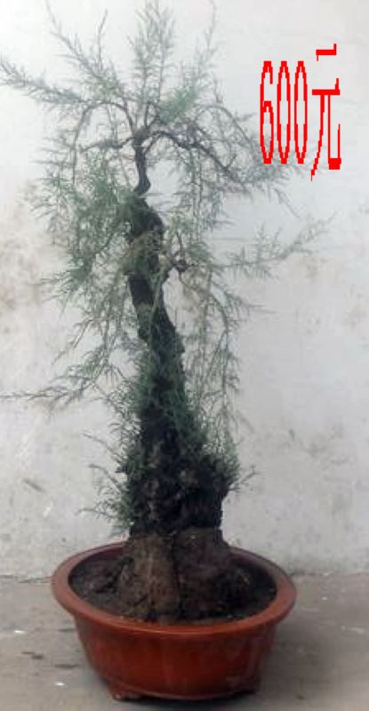 SDC11307.JPG