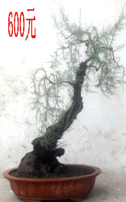 SDC11308.JPG