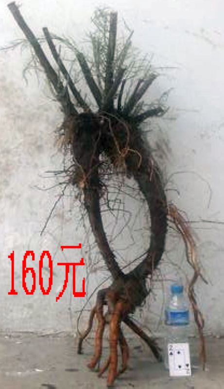 SDC11310.JPG