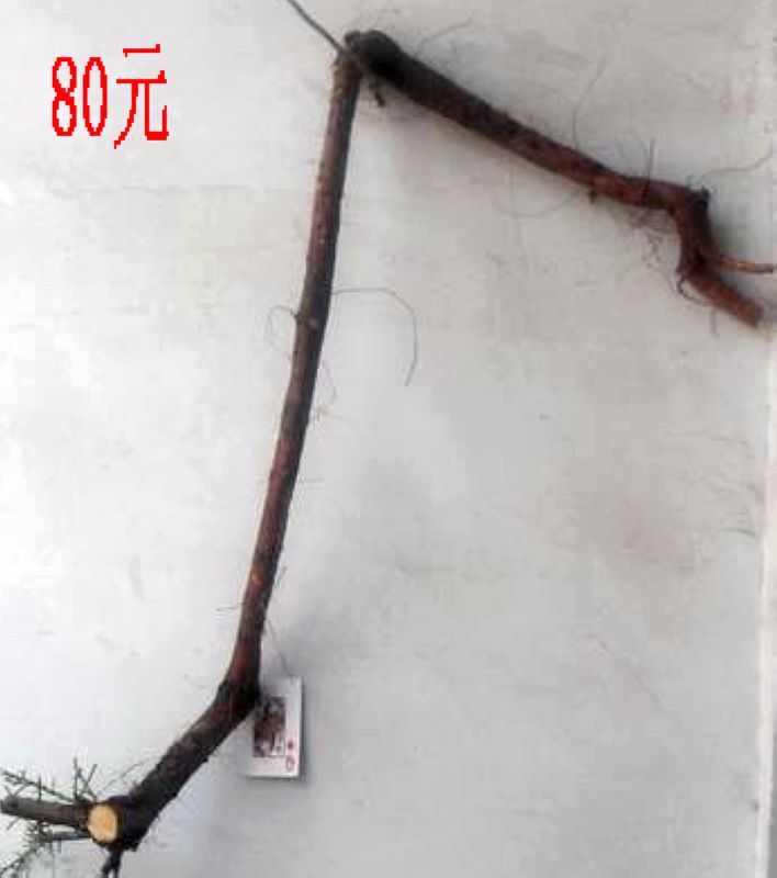SDC11317.JPG