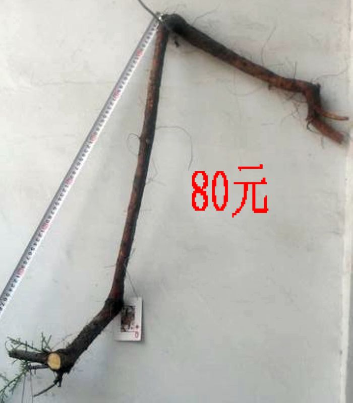 SDC11318.JPG