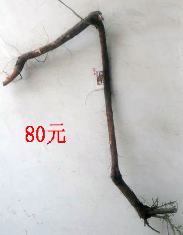SDC11319.JPG