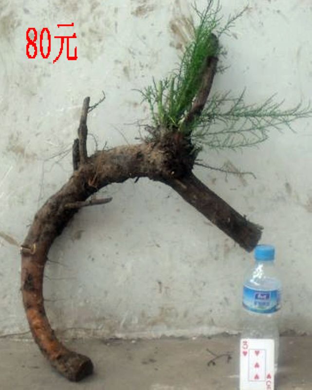 SDC11324.JPG