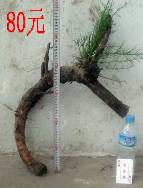 SDC11325.JPG