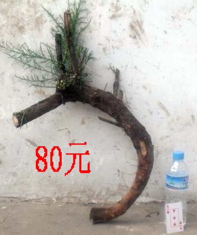 SDC11327.JPG