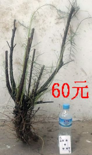 SDC11341.JPG
