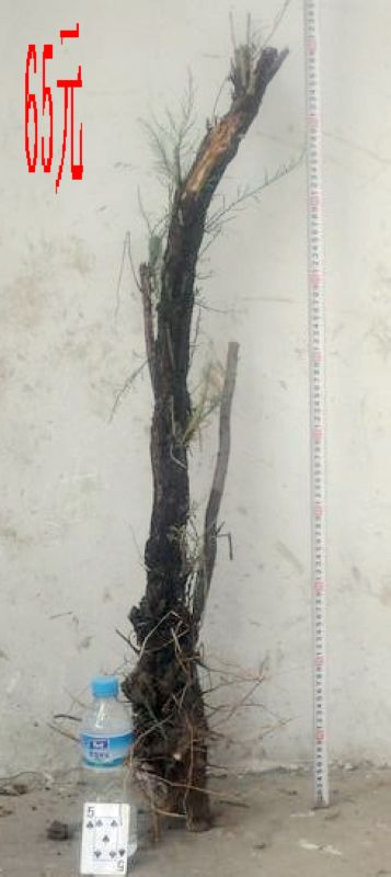 SDC11349.JPG
