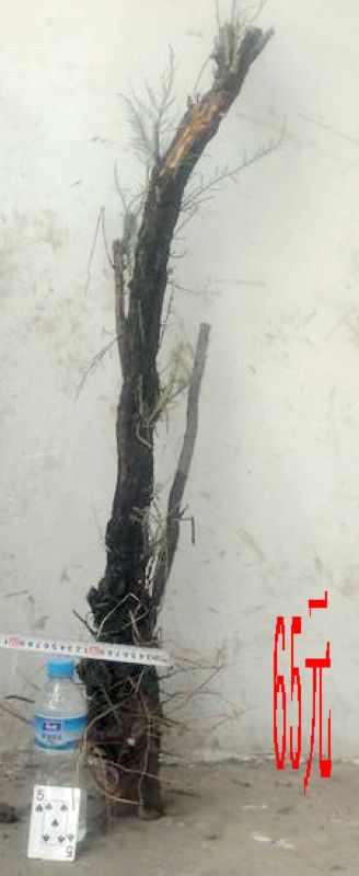 SDC11350.JPG