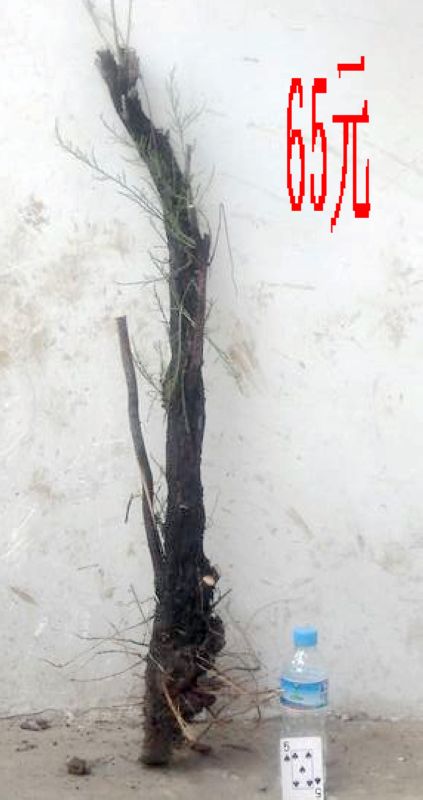 SDC11351.JPG