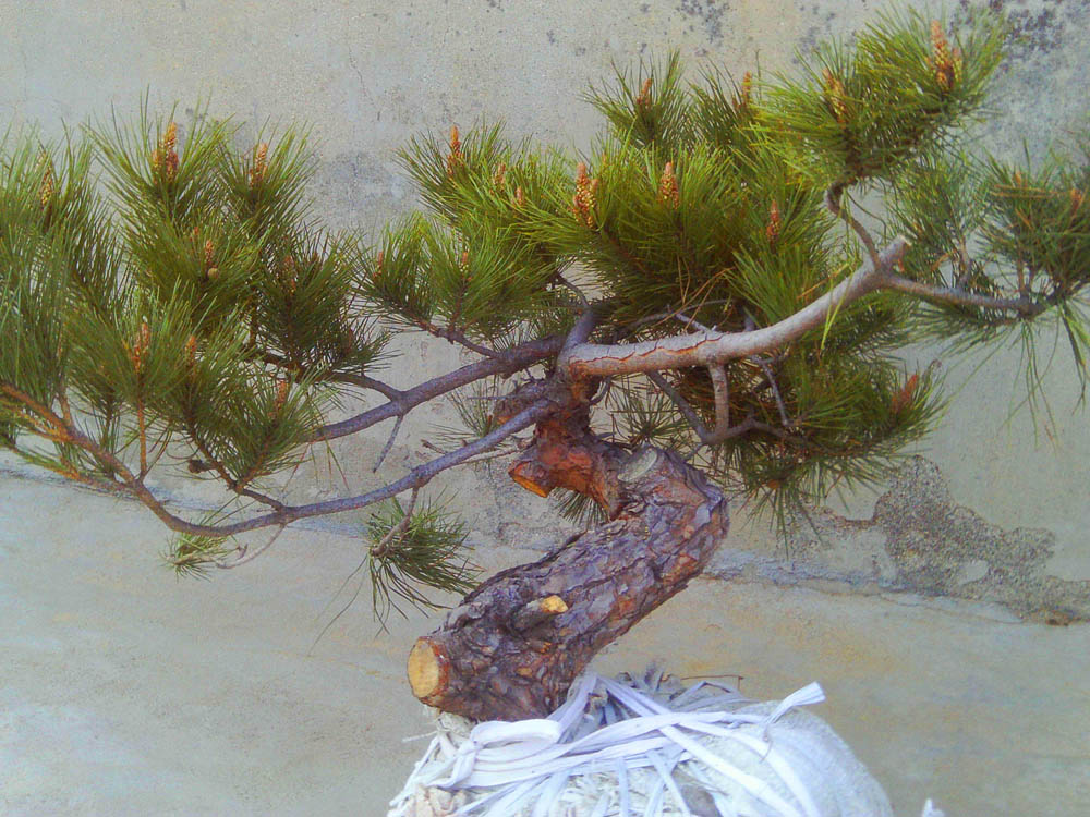 IMAG0282.JPG