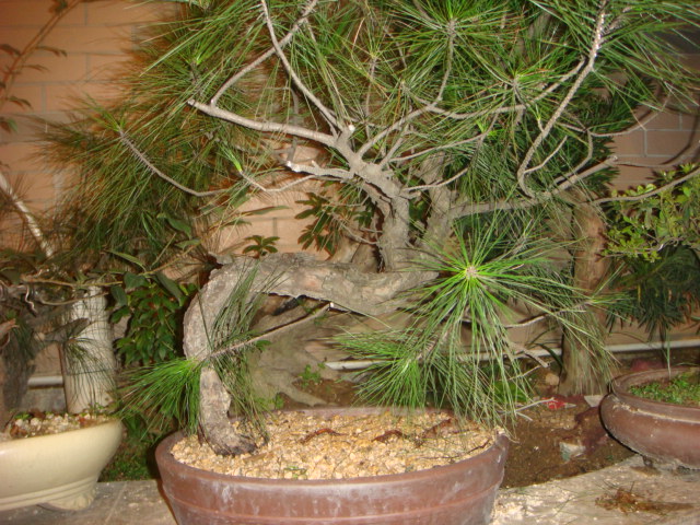 DSC03475.JPG