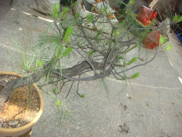 DSC04347.JPG